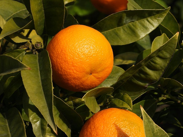 Anti-Cellulite Diet: Facts and Myths About Fighting Orange-Peel Skin
