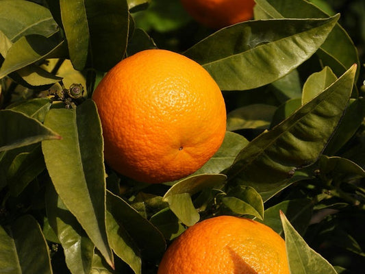 Anti-Cellulite Diet: Facts and Myths About Fighting Orange-Peel Skin
