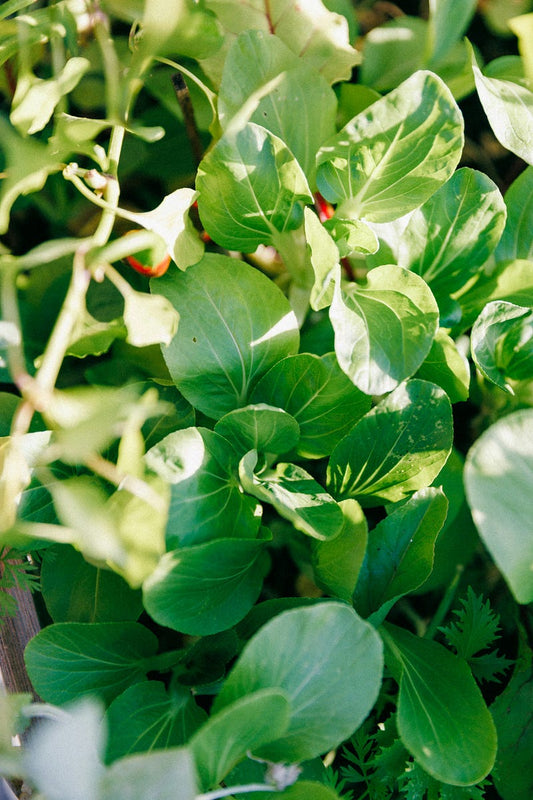 Folic Acid or Methylfolate. What Do You Need to Know?