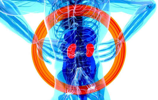 Kidney Health: Understanding the Types of Kidney Diseases and Potential Issues